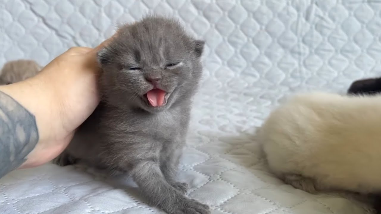 16 day old british kittens blue lilac black colorpoint - YouTube