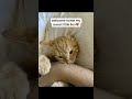 a little life still worth saving"me too???"#tabbycat #sheltercat #adoptdontshop #fypusa#allergies