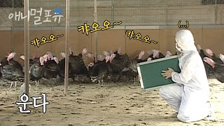 고막주의..🚨 칠면조를 마음대로 울릴 수 있는 방법이 있다?! 아니 이건 사람도 울듯 ;; | KBS 스펀지 070324 방송