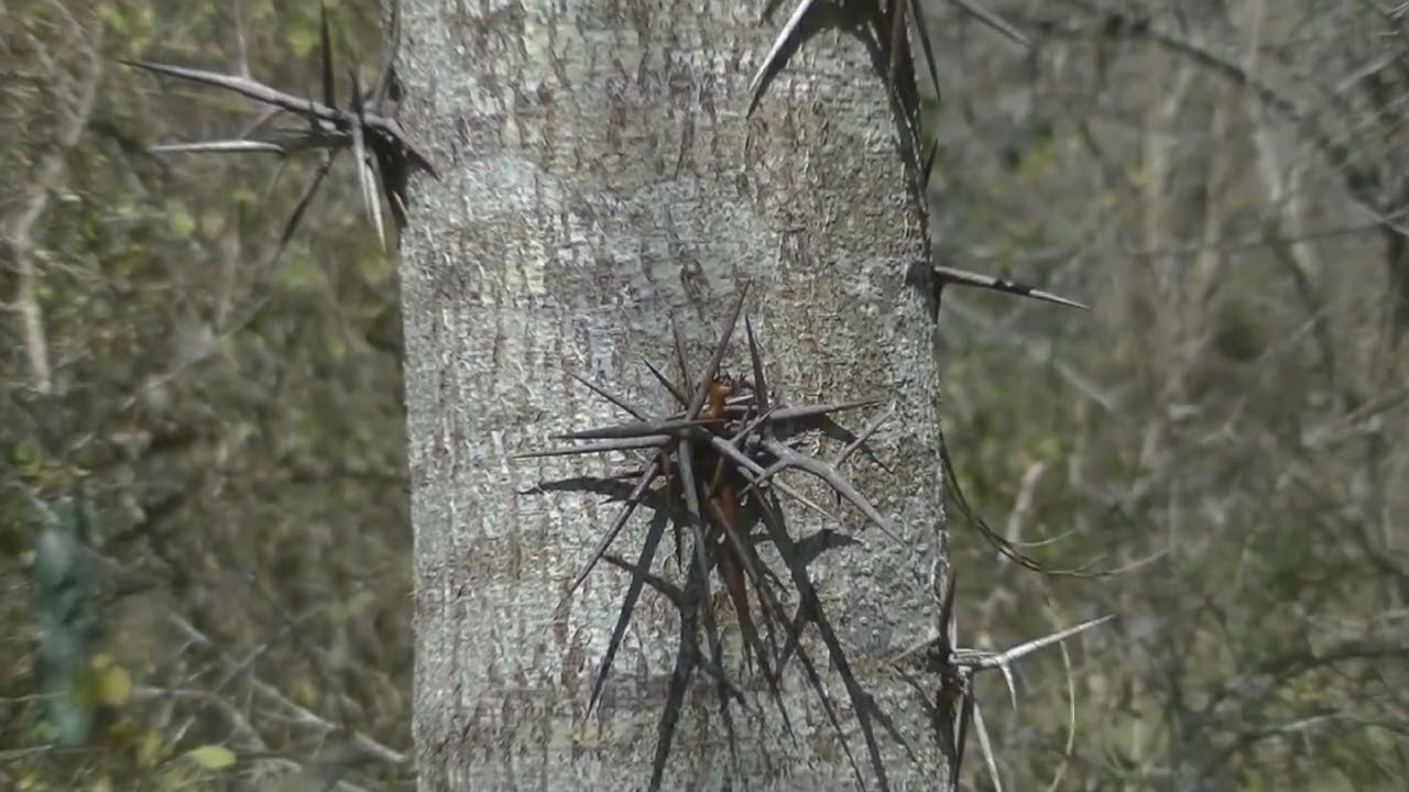 La mora y la acacia negra en la alimentación de las aves Esperanza Santa Fe Argentina 2026