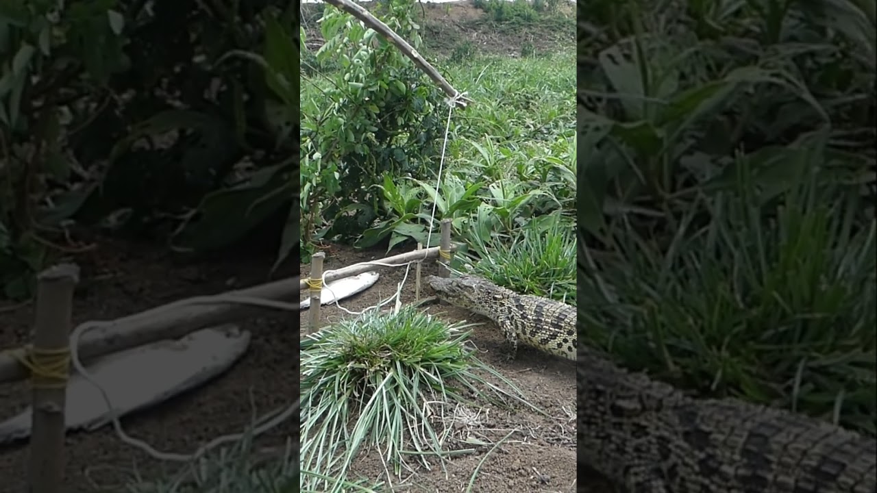 Best crocodile trap 2023 new technique tools catch crocodile by brave man