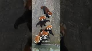 Red Panda | One Of The Cutest Animal In The World #youtubevideos by Learn With Facts 1,186 views 1 month ago 1 minute, 7 seconds