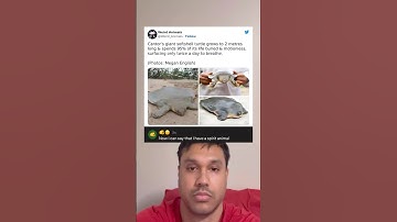 Cantor’s giant softshell turtle grows to 2 meters long & spends 95% of it’s life buried