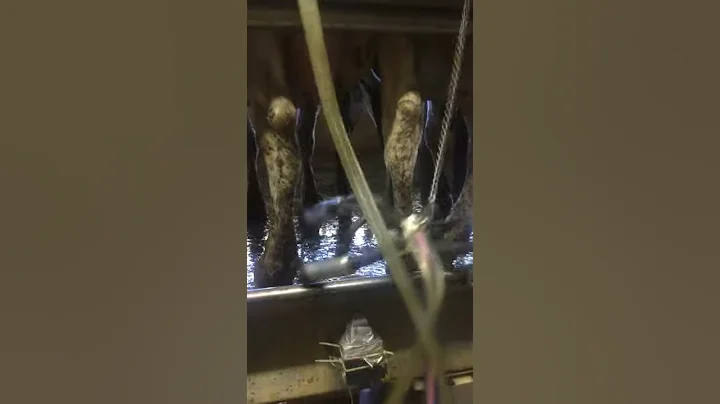 SV Overmilking
