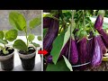 how we can farming a brinjal plant with best soil mixture an take harvest soon | බටු වගාව සිංහල