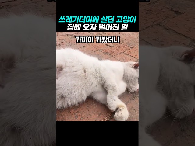 쓰레기더미에서 구조한 길냥이에게 벌어진일