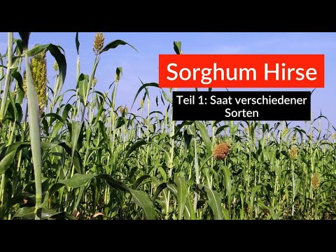 Video: Wie baut man Sorghum an?