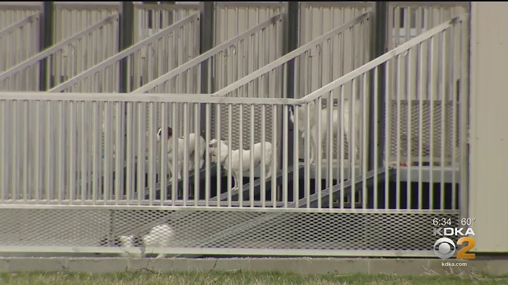 KDKA Investigates: Puppies For Sale In Western Pen...