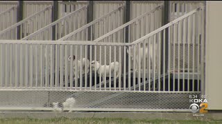 KDKA Investigates: Puppies For Sale In Western Pennsylvania Traced To Farms In Indiana