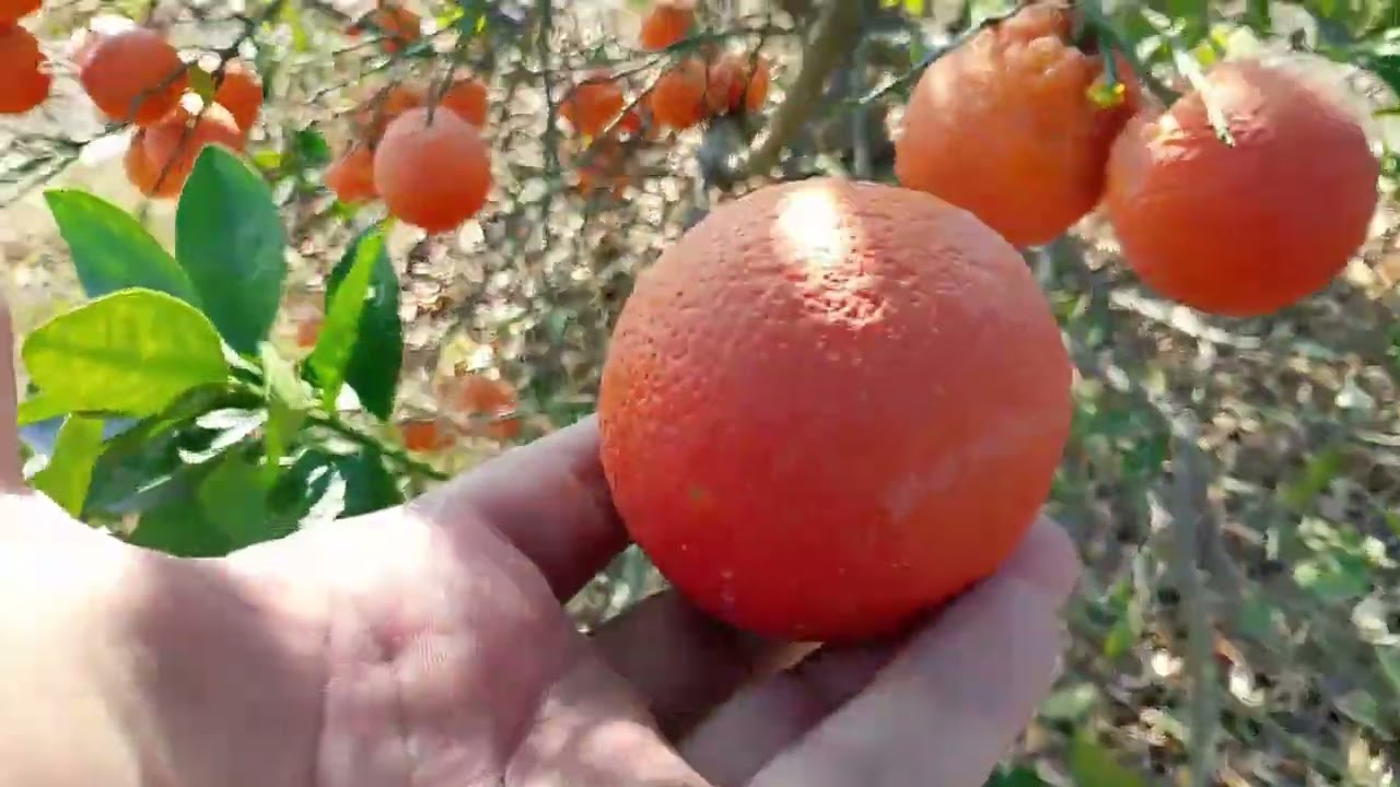 Da malto bag 💰💰..8...1...2026