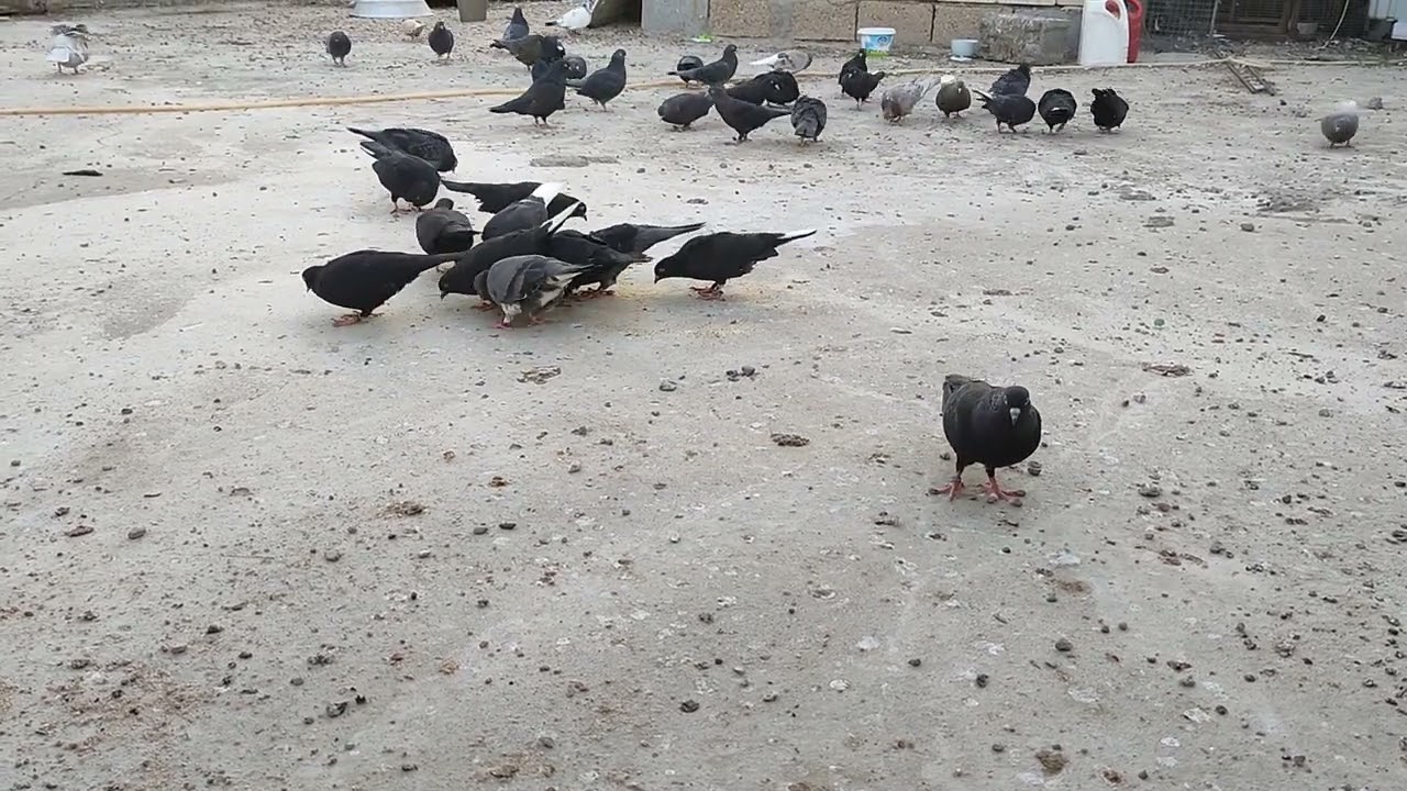 انواع العذاريب عند الحمام