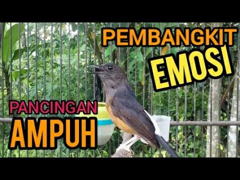 Murai betina | Murai batu betina memanggil jantan untuk pembangkit emosi murai langsung gacor❗shama