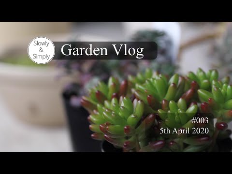 Garden Vlog #003/ベランダガーデン/多肉/セダム/虹の玉/クレマチス/いかり草など/Garden vlog/ Succulent sprouts, clematis, etc.