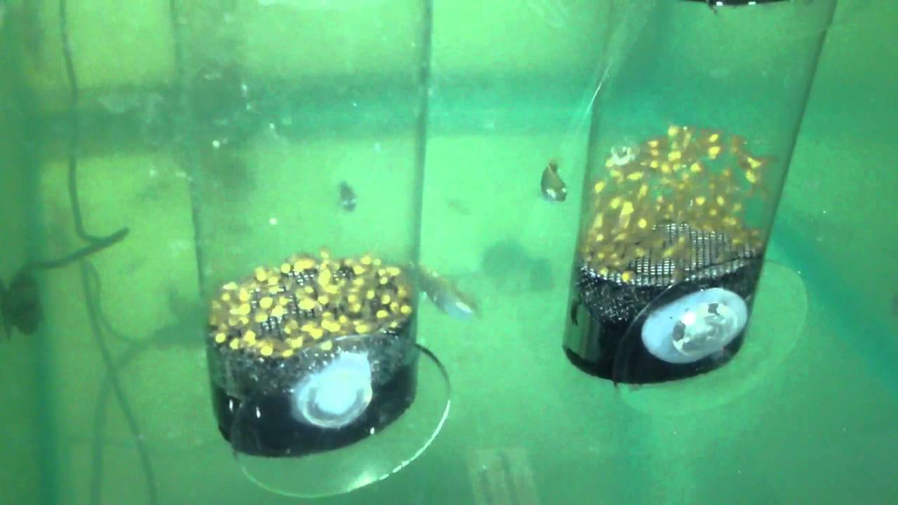 Diy egg tumbler in use YouTube