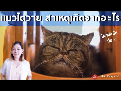 วีดีโอ: โรคไตเรื้อรังในแมว - การตรวจสอบอาหารแมวเป็นสิ่งสำคัญ