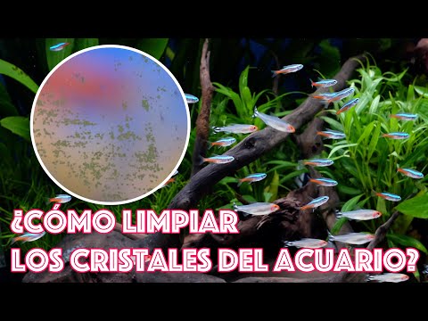 Video: Cómo Limpiar El Cristal Del Acuario