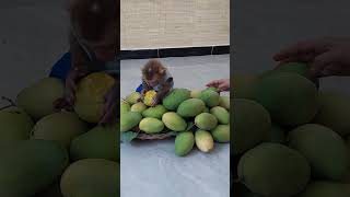 Molly Very Surprise To Eat When Got A Lot Of Mangos