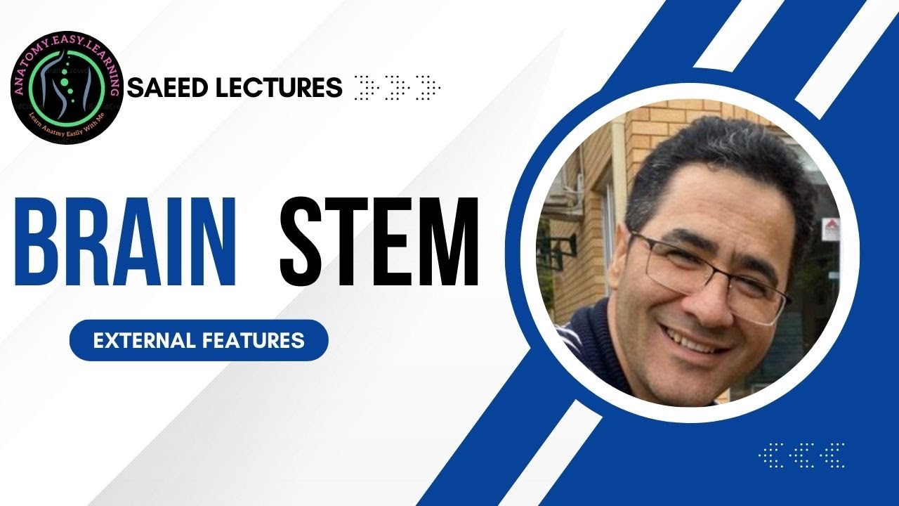 Explore the external features of Brainstem: The Most Important Part of ...