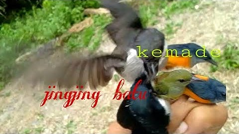 Mikat jingjing batu disore hari