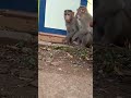 Monkey Family. ❤️😘🥰#shorts #cute