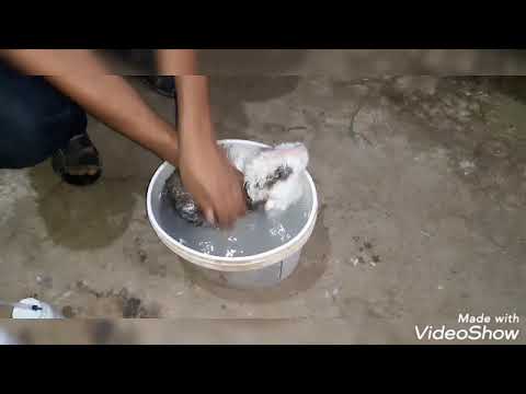 علاج جرب الارانب بالتغطيس مع ابو اشرف