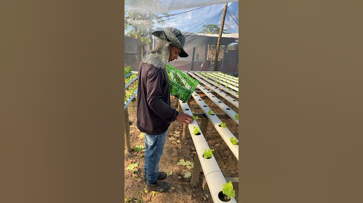 Plantando alface na hidroponia