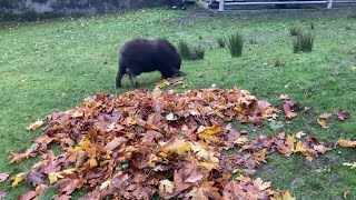 Musk Ox Calf Enjoys First Fall by Frolicking in Leaves