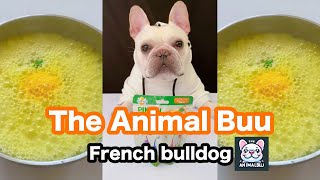 The Animal Buu Compilation | the most Fuuny collection100 #theanimalbuu #dogsofyoutube