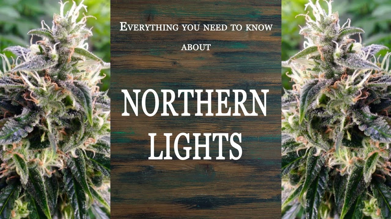 Northern Lights Best Buds Strain Spotlight YouTube