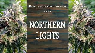 Northern Lights | Best Buds Strain Spotlight