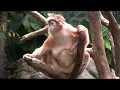 Bronx Zoo (NY) -- Зоопарк в Бронксе (Нью-Йорк)