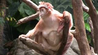 Bronx Zoo (NY) -- Зоопарк в Бронксе (Нью-Йорк)