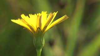 Flower of small hawkbit in two phases 🔴