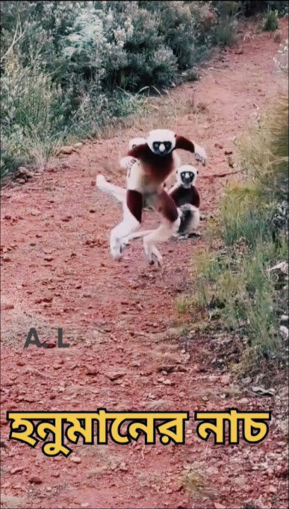 #mankidance #reels #animals #shortvideo #youtubeshorts #trendingshorts #manki #dance #funny