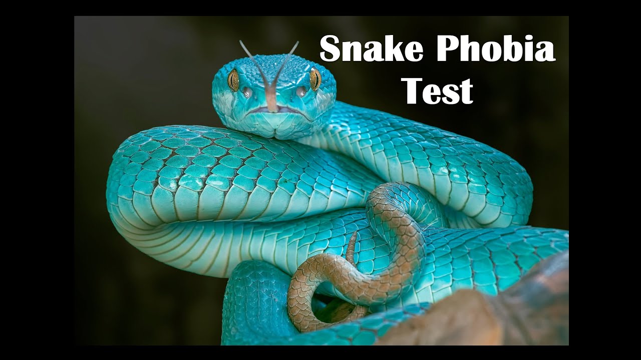 Snake Phobia Test Fear Of Snakes Youtube