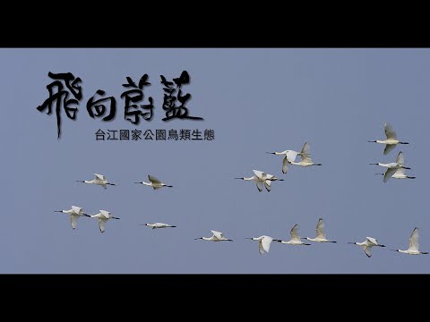 【台江】飛向蔚藍-台江國家公園鳥類生態影片( 3分鐘中文)