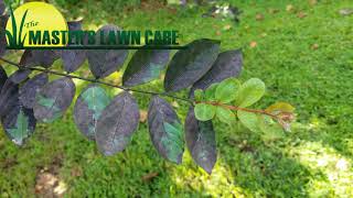 Quick Tip about Black Mold on Crape Myrtles