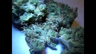 Sour Cheese Crossed With Blueberry