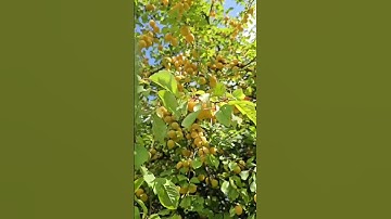 MẬN VÀNG SAI TRĨU QUẢ, MỌC HOANG KHÔNG AI HÁI - THÔN QUÊ NƯỚC ĐỨC #shorts #clip #video