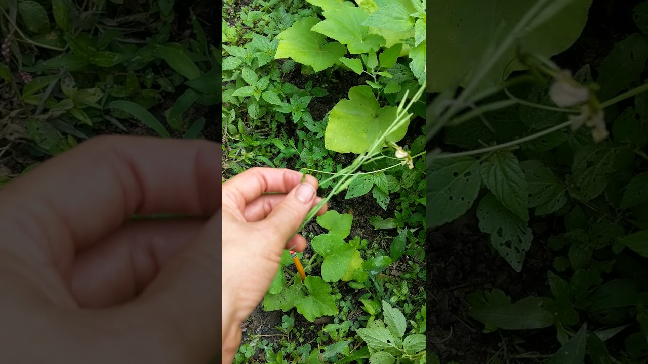 Arugula Time to Harvest Seed Pods YouTube