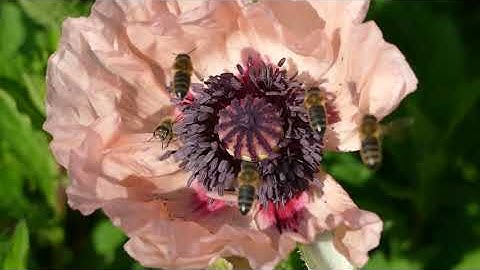Honey bees on Oriental poppy