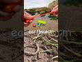 Learn Bug Insect Names for Babies Toddlers Kids: Earthworm Dragonfly Stag Beetle Cicada Tarantula