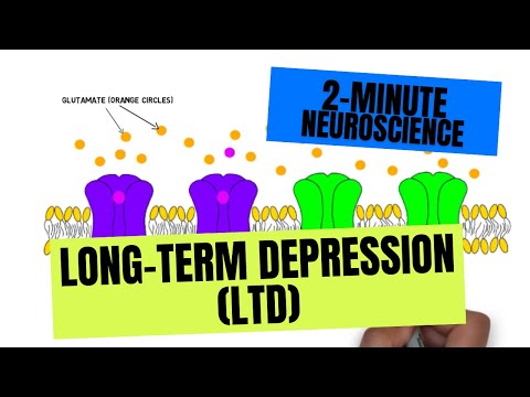 2-Minute Neuroscience: Long-Term Depression (LTD)