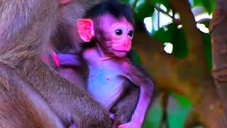 Lovely baby monkey looks very active | Cute Wildlife Park
