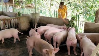 Pig care. Make pig food from sweet potato vegetables. (Episode 72).