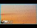 Those Pesky Flies Are Everywhere! Here's How to Keep Them Away | On Air with Ryan Seacrest