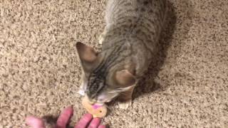 Playing Fetch with Cute Cat - Cat Acts like a Dog!