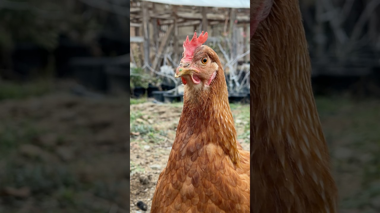 ニワトリと暮らす冬 | Winter Life with Chickens in Rural Japan