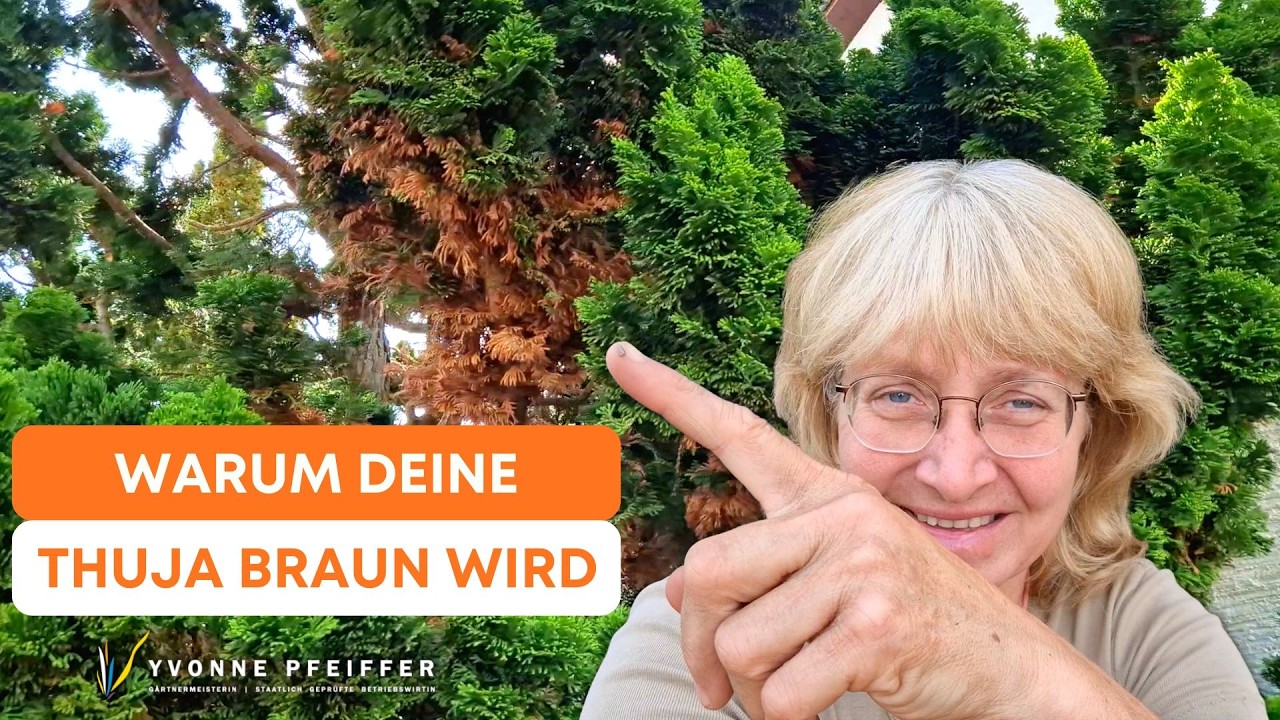 Warum deine Thuja braun wird  und was du sofort tun kannst
