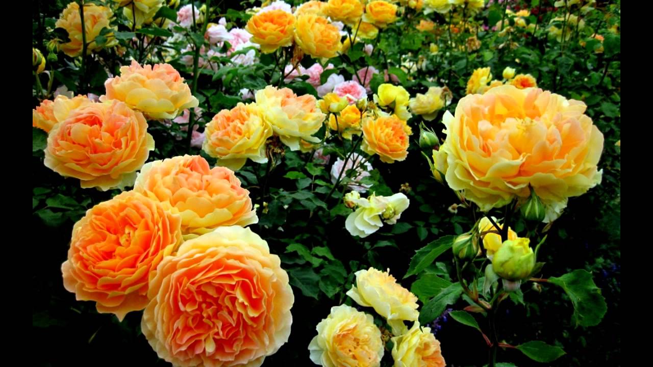 Медитация "Волшебные розы" - YouTube